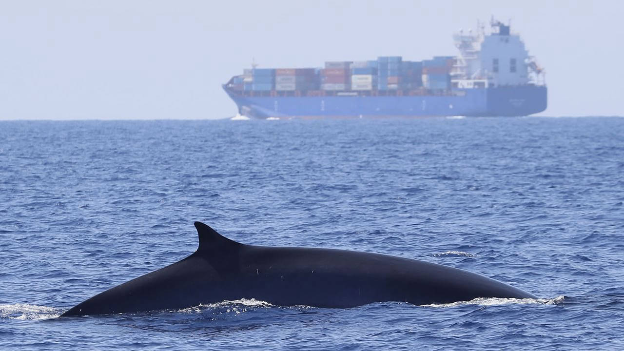 Protéger les baleines en Méditerranée
